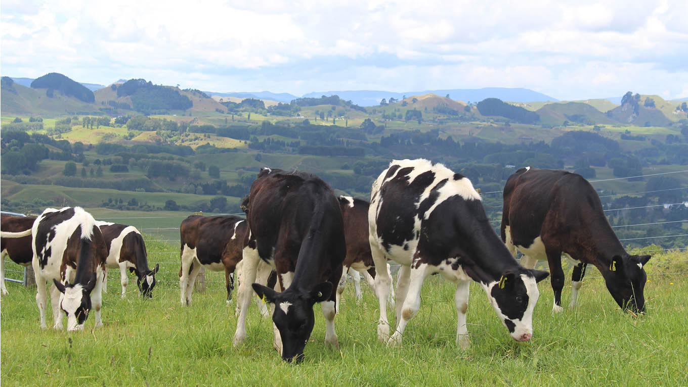 Dairy livestock market responds to positive milk production prospects